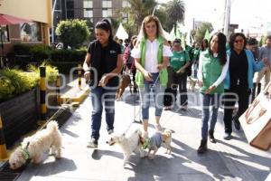 PARTIDO VERDE . CAMINATA  PERRUNA