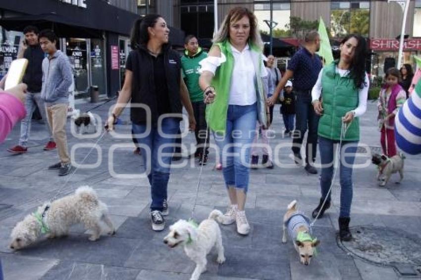 PARTIDO VERDE . CAMINATA PERRUNA