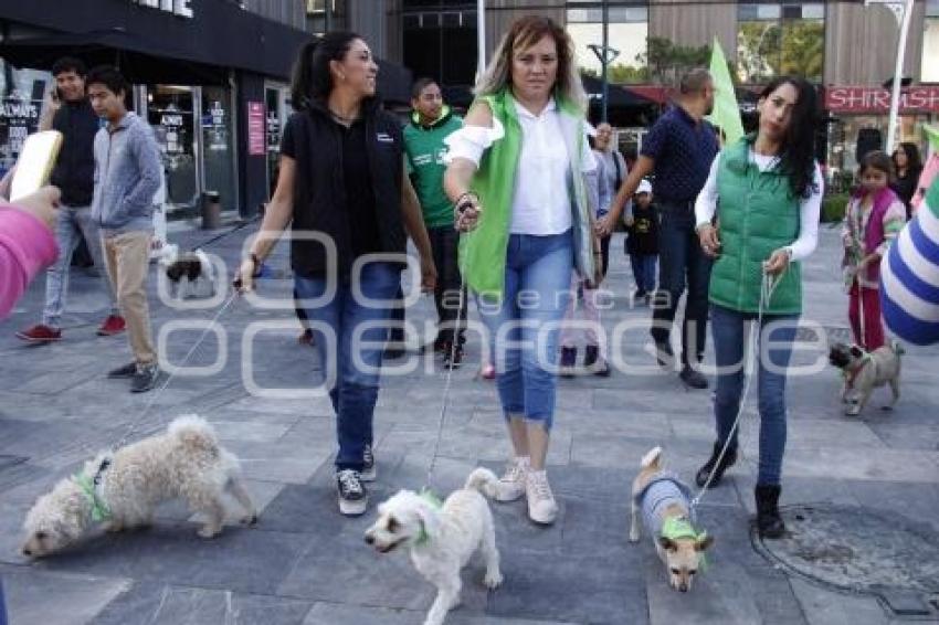 PARTIDO VERDE . CAMINATA  PERRUNA