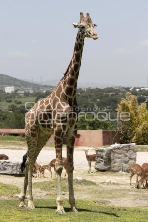 AFRICAM SAFARI