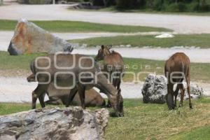 AFRICAM SAFARI