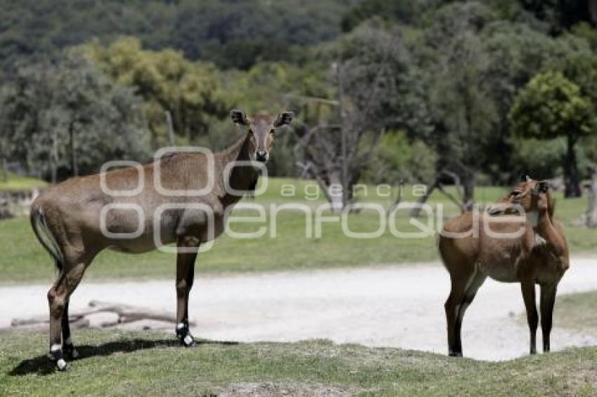 AFRICAM SAFARI