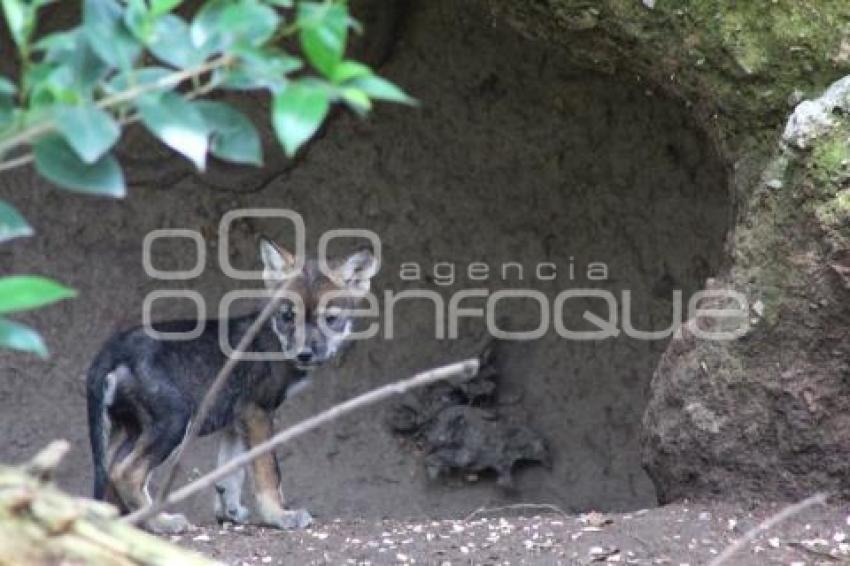 AFRICAM SAFARI . LOBO GRIS