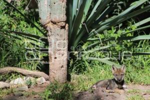 AFRICAM SAFARI . LOBO GRIS