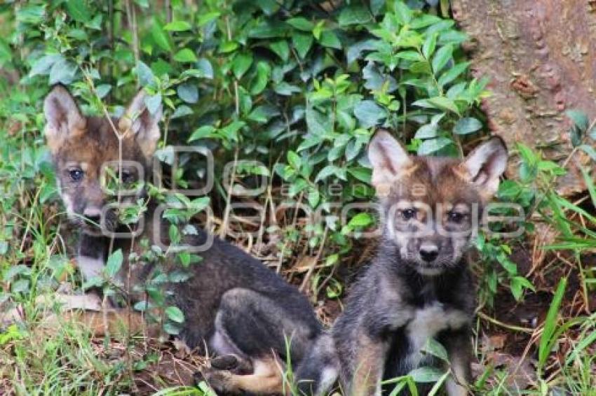 AFRICAM SAFARI . LOBO GRIS