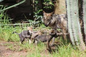 AFRICAM SAFARI . LOBO GRIS