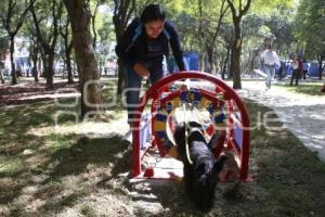 PARQUE DE MASCOTAS . PARQUE JUÁREZ