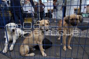 CAMPAÑA DE ADOPCIÓN  DE MASCOTAS