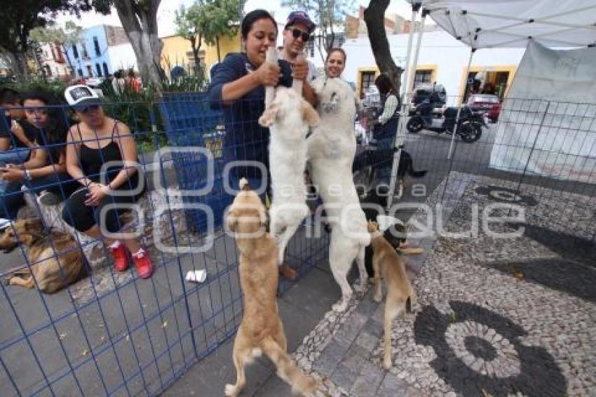 CAMPAÑA DE ADOPCIÓN  DE MASCOTAS