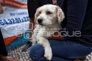 CAMPAÑA DE ADOPCIÓN  DE MASCOTAS