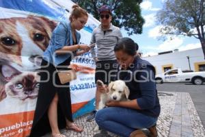 CAMPAÑA DE ADOPCIÓN  DE MASCOTAS