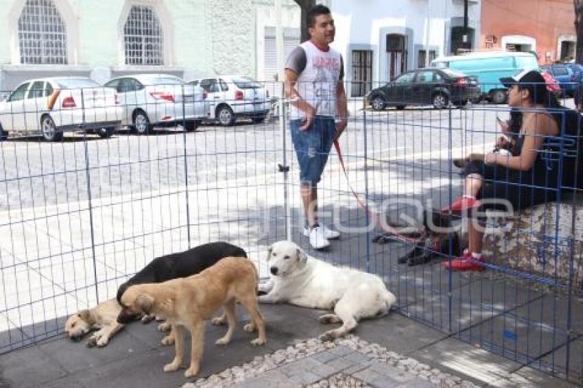 CAMPAÑA DE ADOPCIÓN  DE MASCOTAS