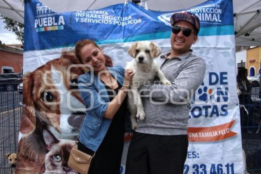 CAMPAÑA DE ADOPCIÓN  DE MASCOTAS