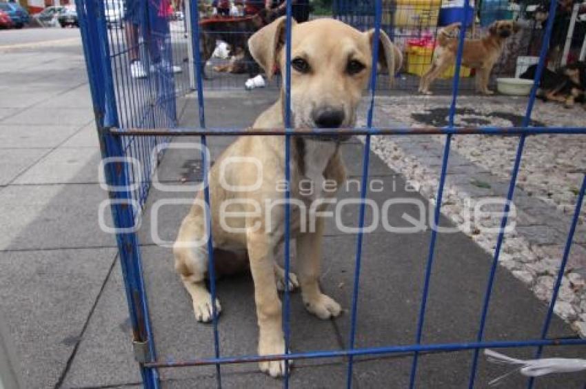 CAMPAÑA DE ADOPCIÓN  DE MASCOTAS