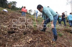 CHIGNAHUAPAN . REFORESTACIÓN