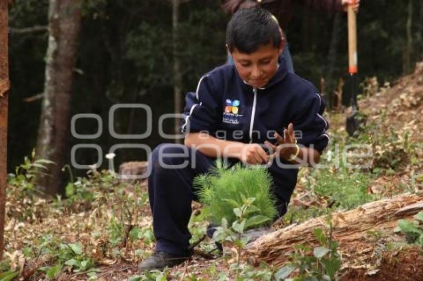 CHIGNAHUAPAN . REFORESTACIÓN