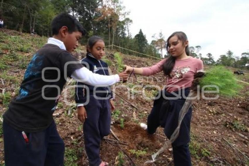 CHIGNAHUAPAN . REFORESTACIÓN