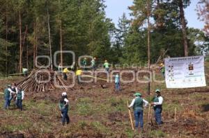 CHIGNAHUAPAN . REFORESTACIÓN