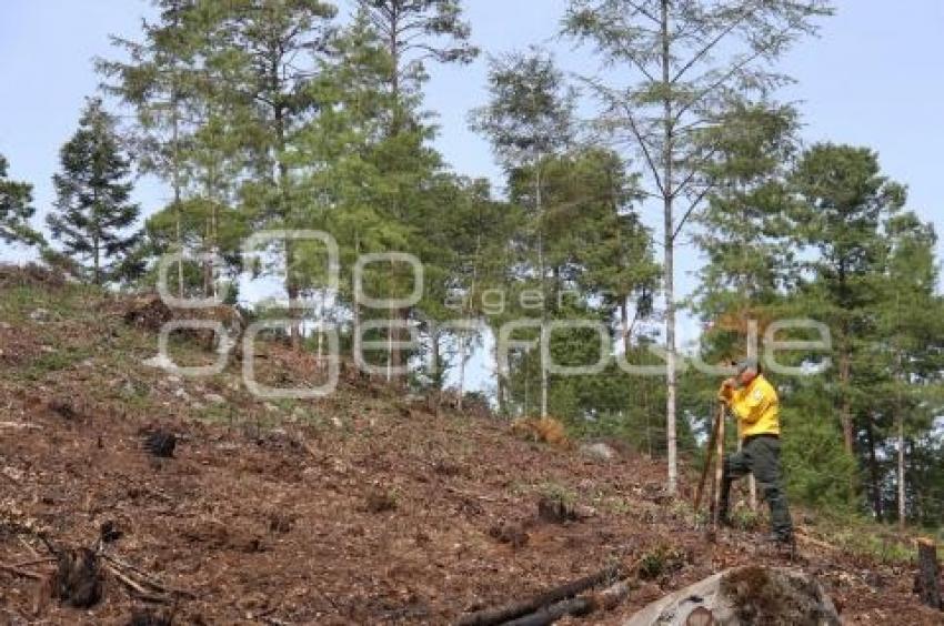 CHIGNAHUAPAN . REFORESTACIÓN