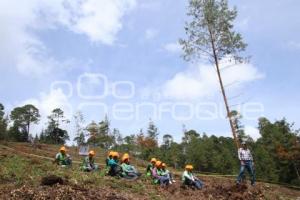 CHIGNAHUAPAN . REFORESTACIÓN