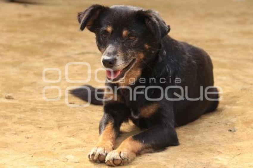 DÍA INTERNACIONAL DEL PERRO