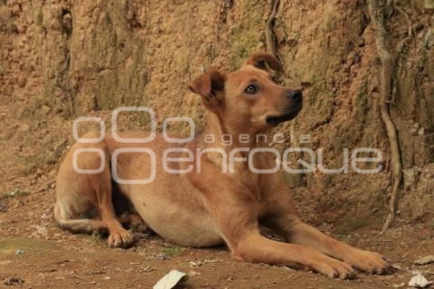 DÍA INTERNACIONAL DEL PERRO