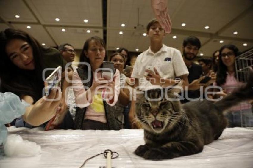 EXPO FELINA . UPAEP