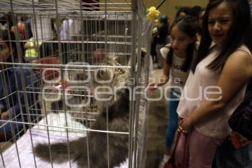 EXPO FELINA . UPAEP