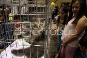 EXPO FELINA . UPAEP