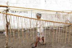 MATANZA DE CHIVOS . TEHUACÁN