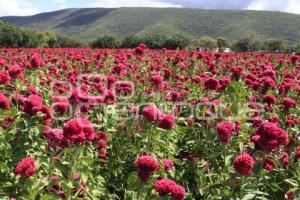 FLOR DE MUERTO