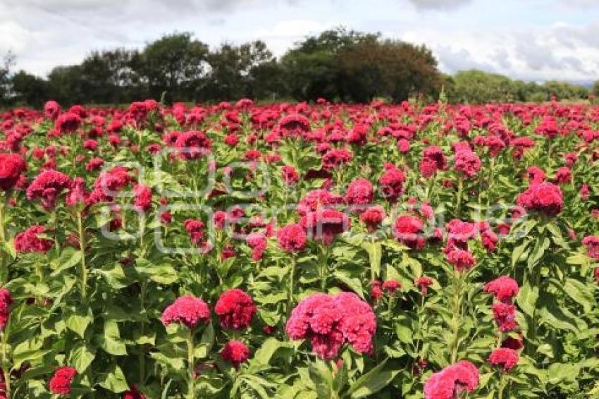 FLOR DE MUERTO