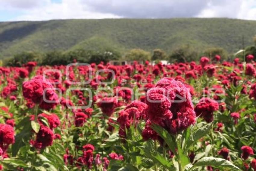 FLOR DE MUERTO