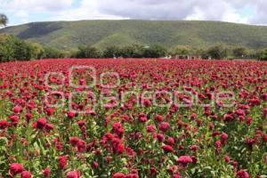 FLOR DE MUERTO