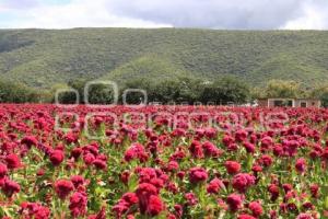 FLOR DE MUERTO