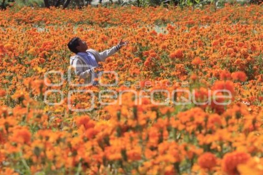 CORTE FLOR DE CEMPASÚCHIL