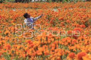 CORTE FLOR DE CEMPASÚCHIL