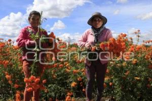 CORTE FLOR DE CEMPASÚCHIL