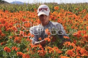 CORTE FLOR DE CEMPASÚCHIL