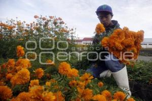 CORTE FLOR DE CEMPASÚCHIL