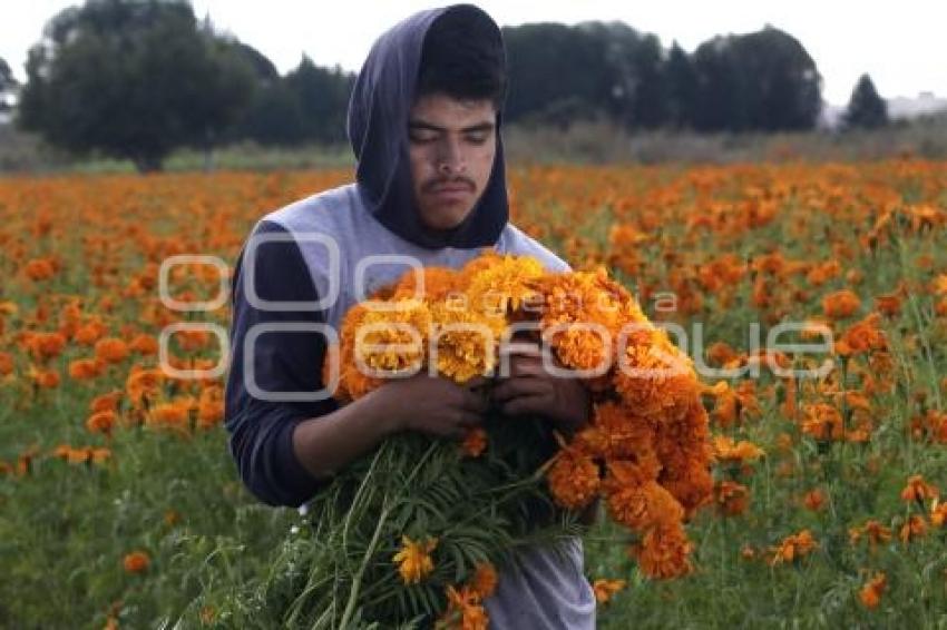 CORTE FLOR DE CEMPASÚCHIL