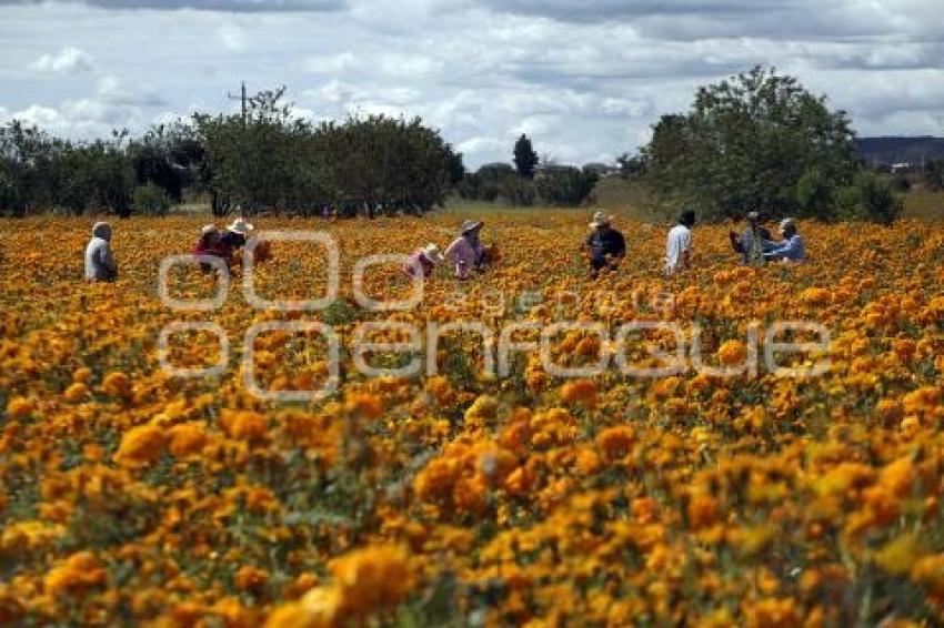 CORTE FLOR DE CEMPASÚCHIL