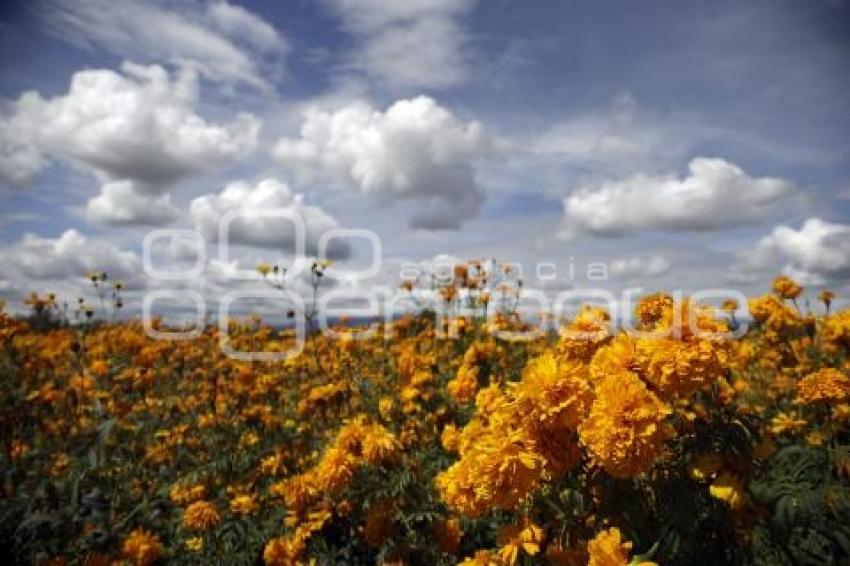 CORTE FLOR DE CEMPASÚCHIL