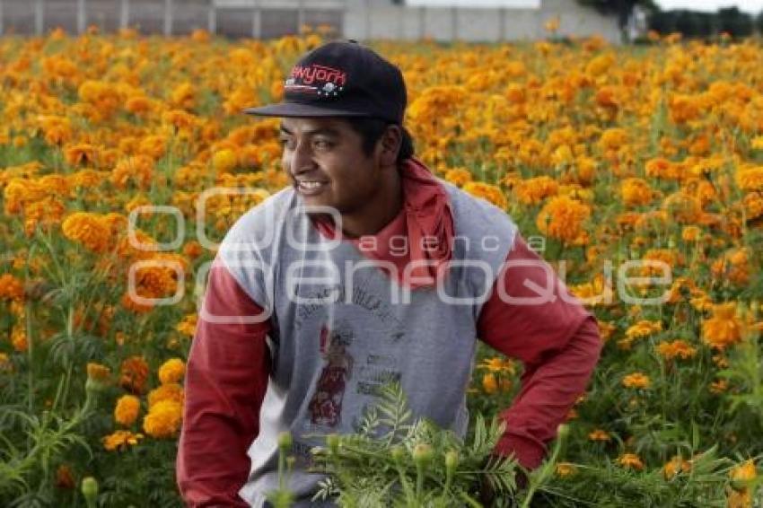 CORTE FLOR DE CEMPASÚCHIL