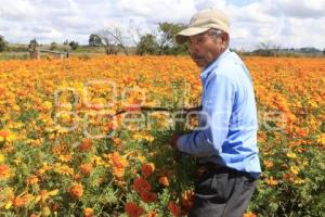 CORTE FLOR DE CEMPASÚCHIL