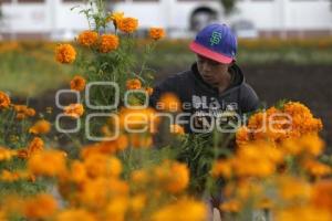 CORTE FLOR DE CEMPASÚCHIL