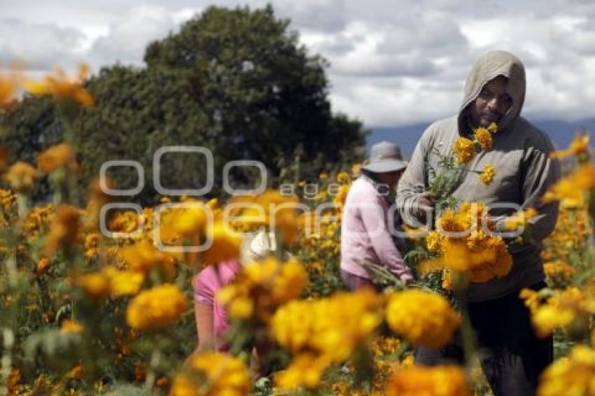 CORTE FLOR DE CEMPASÚCHIL