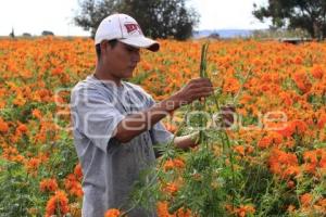 CORTE FLOR DE CEMPASÚCHIL