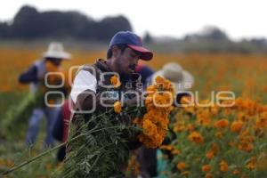 CORTE FLOR DE CEMPASÚCHIL