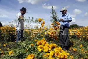 CORTE FLOR DE CEMPASÚCHIL